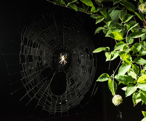 spider web on black background