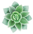 Watercolor hand painted succulent illustration isolated on white background. View from above
