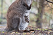 Wallaby with a baby joey in its pouch, Tasmania, Australia