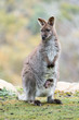 Wallaby with a baby joey in its pouch, Tasmania, Australia