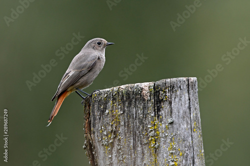 Fotomural weiblicher Hausrotschwanz (Phoenicurus ochruros) - female Black redstart
