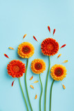 Creative composition of beautiful yellow and orange gerbera flowers with petals on blue background. Autumn concept. Greeting card in flat lay style.