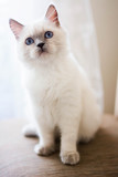 Fototapeta Koty - kitten scottish british cat burma munchkin animals