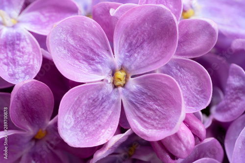 Fresh lilac flowers