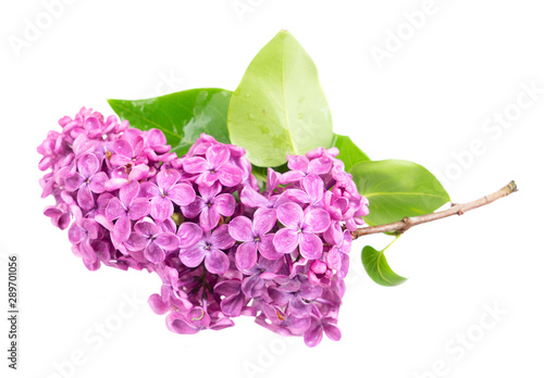 Fresh lilac flowers