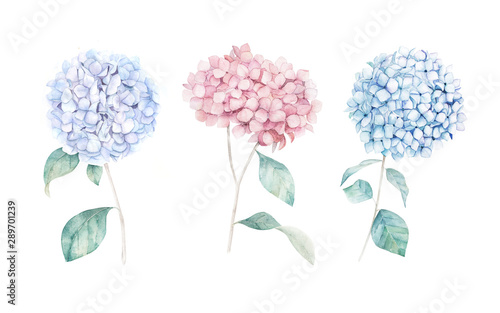 Watercolor hand drawn set. Flower hydrangea print. Botanical isolated design