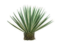 Agave Plant Isolated On White Background. Clipping Path. Agave Plant Tropical Drought Tolerance Has Sharp Thorns.