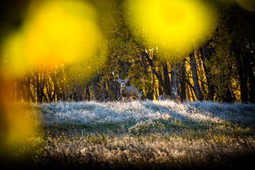 Poster - Rocky Mountain Arsenal Colorado