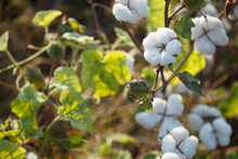 Cotton Plantation Background Farming Concept