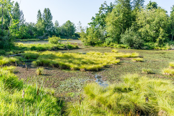 Wall Mural - Nisqually Wetlands Pond 2