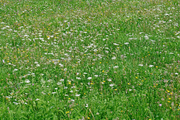 Sticker - Blumenwiese, Blumenweide, Streuobstwiese - Nectar sources for Bees