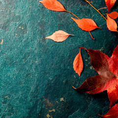 Fall red leaves on blue background. Top view