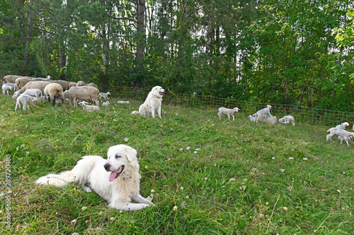 Pyrenäenberghund Patou Chien De Montagne Des Pyrénées
