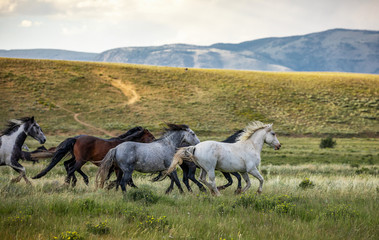 wild horse sanctuary
