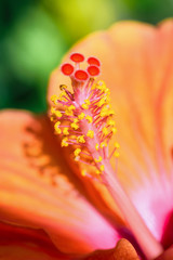 Wall Mural - Close up yellow and red pollen macro photos of orange hibiscus flower beautiful nature of tropical flora