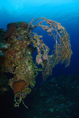 Wall Mural - Colorful coral hanging down vertical reef wall in deep blue sea