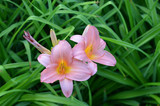 Fototapeta  - Pink lily flowers and green leaves background