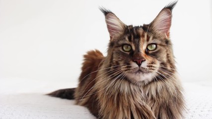 Wall Mural - real time close up portrait of a maine Coon cat