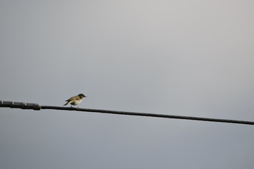 Wall Mural - A small bird with brown upperparts and whitish underparts, a white stripe above the eyes and it's sitting on a cable