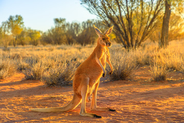 side view of red kangaroo, macropus rufus, standing on the red sand of outback central australia. au