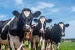 © Stef Bennett - A close up photo of a Herd of dairy Cows in a field