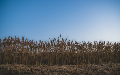 Wall Mural - Wheat field seen from where the blue sky can be seen