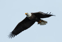 Bald Eagle Fly's With Fish In Open Sky