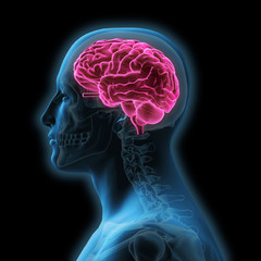 Wall Mural - Sideview of Man with Isolated Red Brain