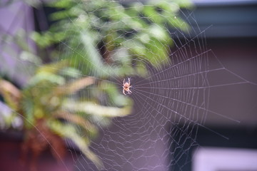Spider in Web