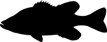 Spotted Bass Fish Silhouette Vector
