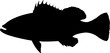 Nassau Grouper Fish Silhouette Vector