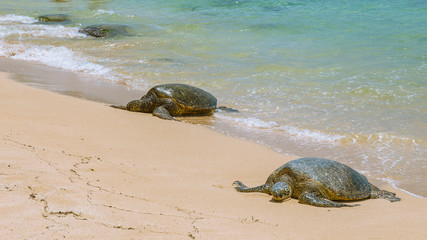 Wall Mural - Close view of sea turtles resting on Laniakea beach on a sunny day, Oahu, Hawaii