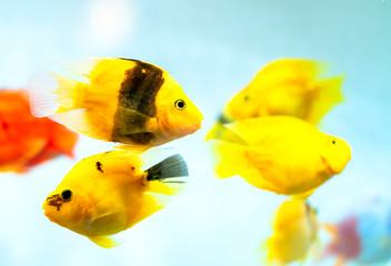 Colorful blood parrot cichlid fish in the aquarium. This is a species of ornamental fish used to decorate in the house