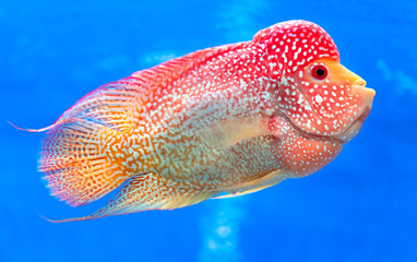 Flowerhorn Cichlid Colorful fish swimming in aquarium. This is an ornamental fish that symbolizes the luck of feng shui in the house