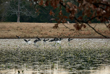 Flock Of Geese Taking Off From A Lake On A Cold Fall / Autumn Day 