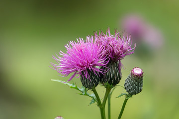 Wall Mural - Field Thistle Flowers in Bloom in Summer