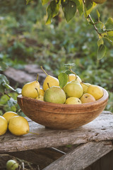 Wall Mural - Yellow ripe pears in a bowl on the grass. Organic food. Harvest season. Selective focus.