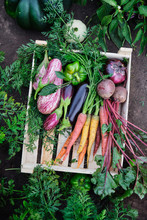 Various Organic Vegetables In A Wooden Box In The Garden, Harvesting. Carrots, Beets, Eggplants - Healthy Products.