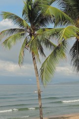 Wall Mural - palm tree on beach