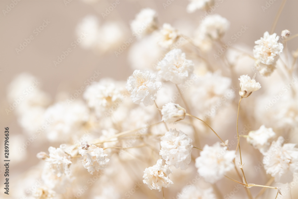 Gypsophila dry little white flowers light macro - obrazy, fototapety, plakaty 