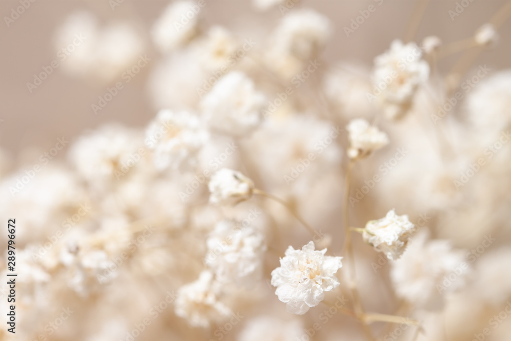 Gypsophila dry little white flowers with macro for invitation - obrazy, fototapety, plakaty 