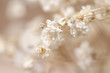 Gypsophila dry little white flowers brunch macro