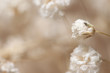 Gypsophila dry little white flowers one bud macro