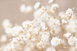 Leinwandbild Motiv Gypsophila dry little white flowers light macro