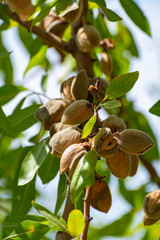 Wall Mural - Ripe almonds nuts on almond tree ready to harvest