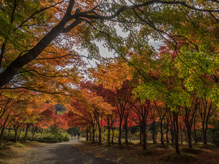 Canvas Print - 旭川ダム公園