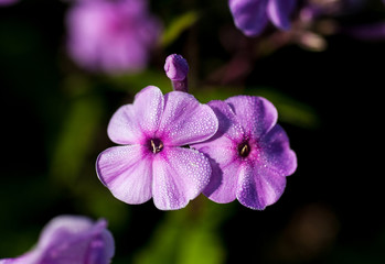 Wall Mural - Floral phlox background. Lilac flowers phlox with drops  water blooming in the summer in the garden