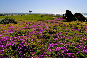 Wall Mural - Field of colorful wild flowers and beautiful coastline on Pacific Coast, California.