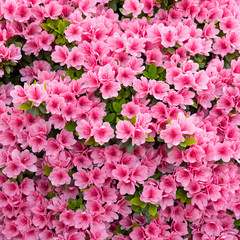 Wall Mural - Pink azalea flowers background　ピンク色のツツジの花 背景