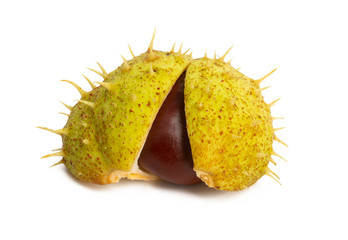 Wall Mural - chestnut isolated